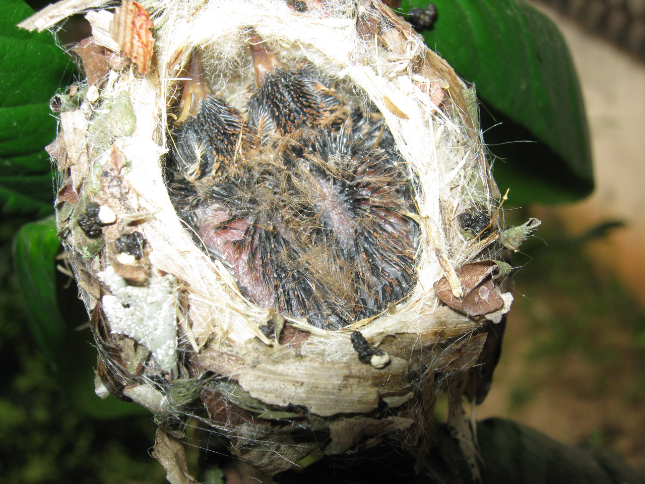 hummingbird two chicks free photo