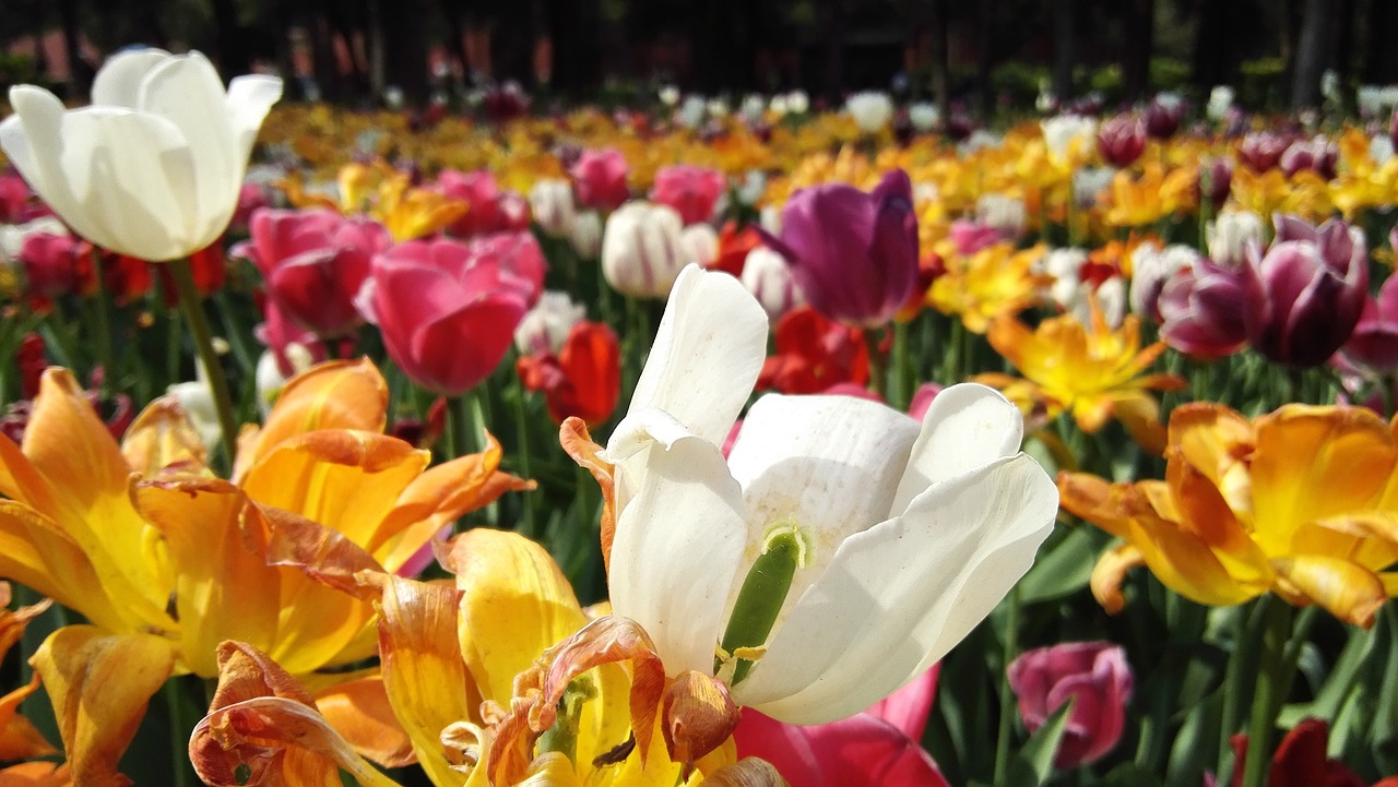 beijing jingshan park tulip free photo