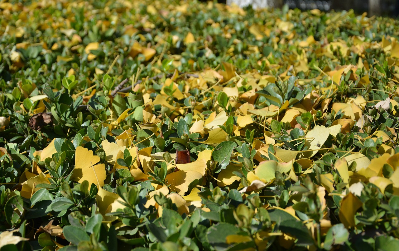 beijing ginkgo winter free photo