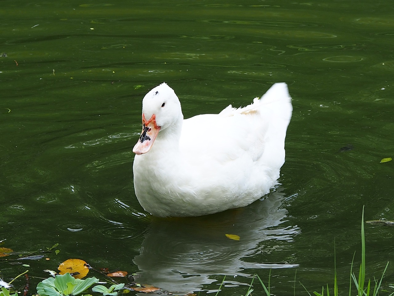 beijing duck daan park taipei free photo