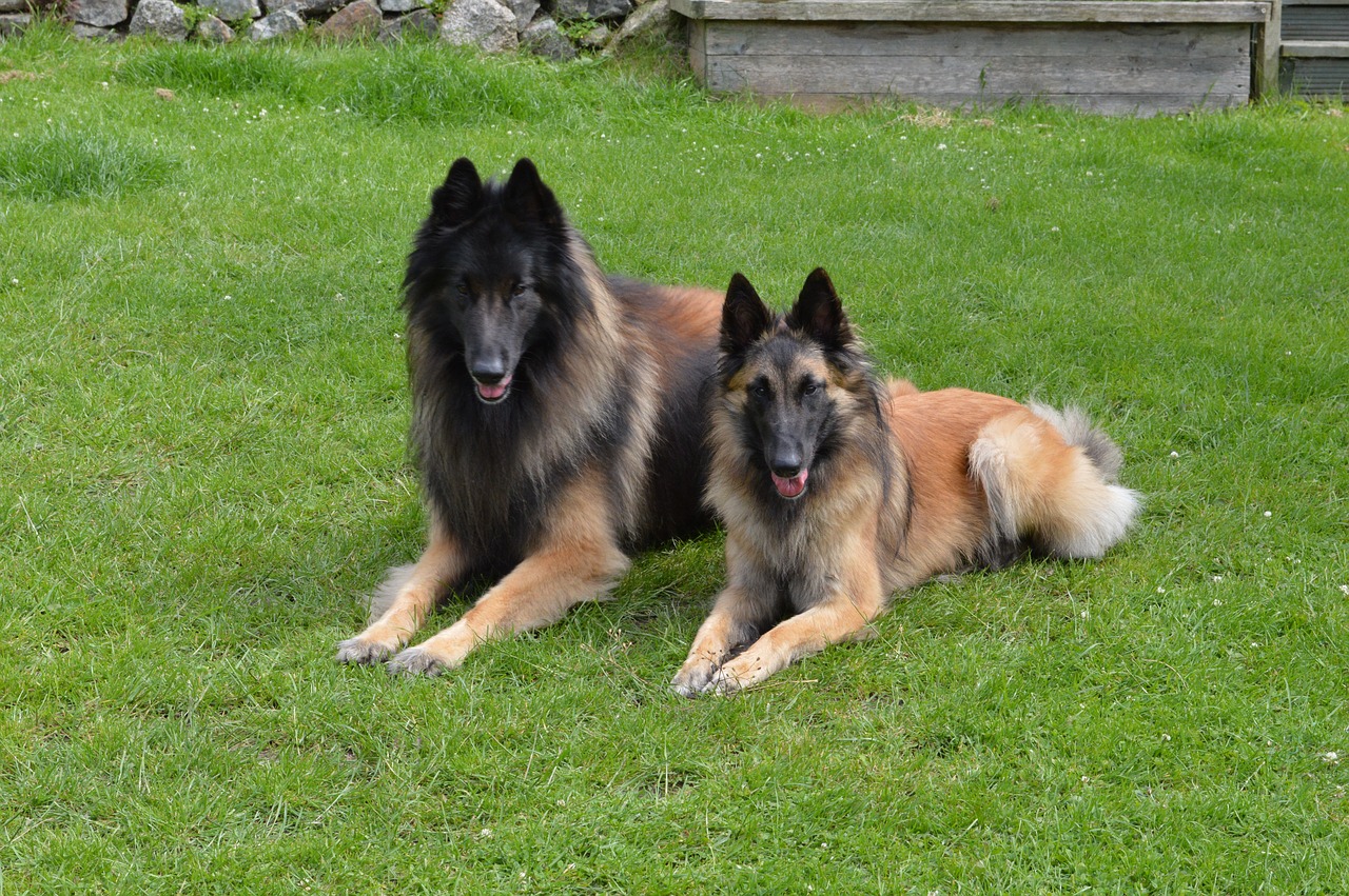 belgian shepherd teuveren free photo