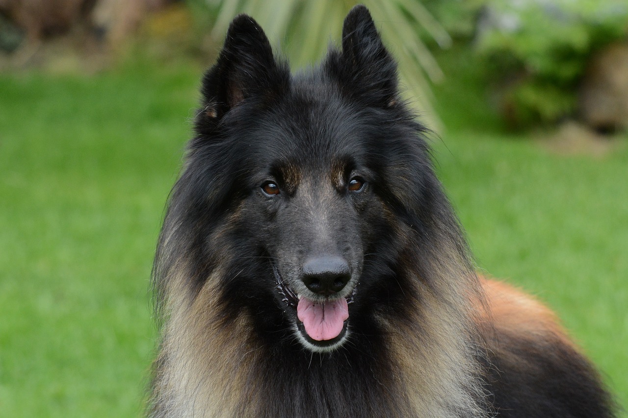 belgian shepherd dog free photo