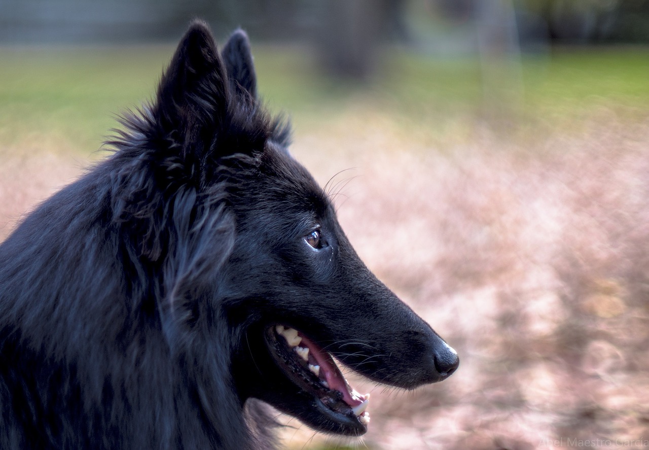 belgian sheepdog dog black free photo
