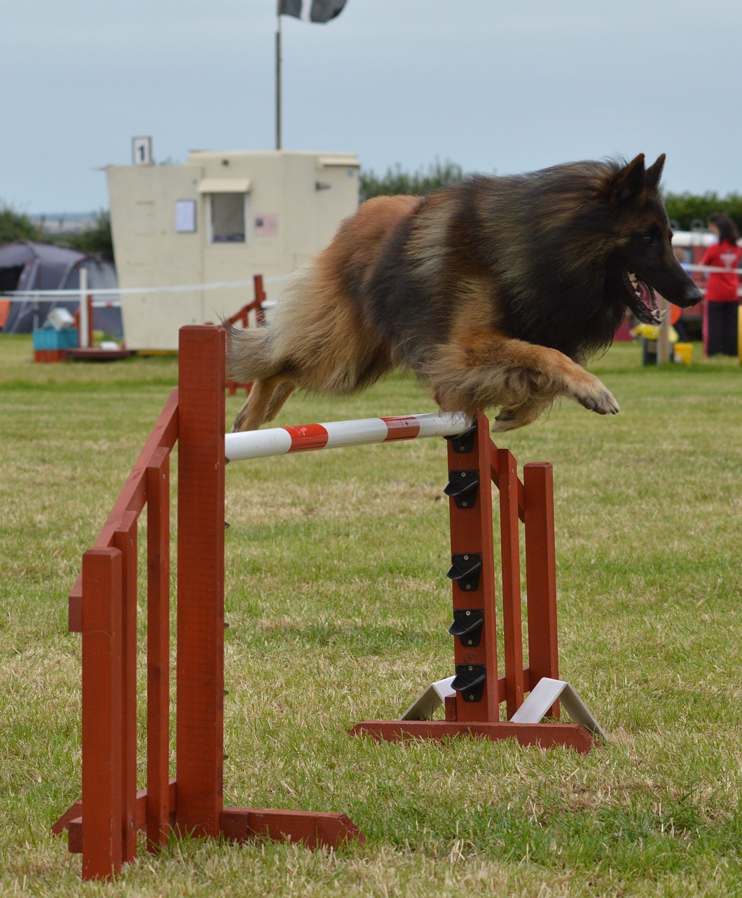 belgian shepherd  dog  agility free photo