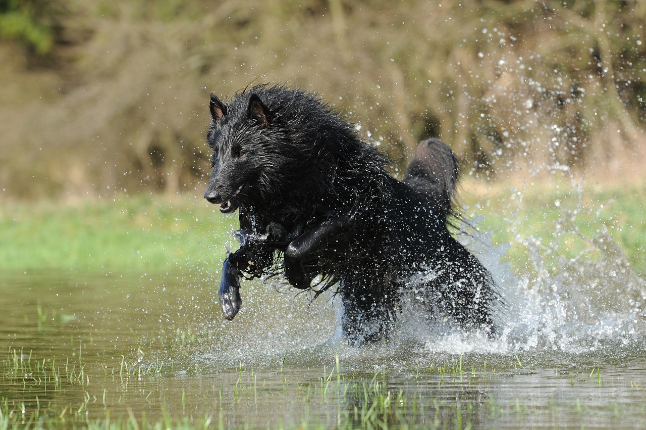 belgian shepherd dog water dog free photo