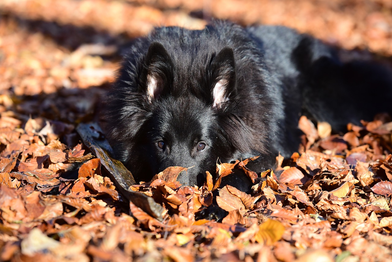 belgian shepherd dog groenendael animals free photo