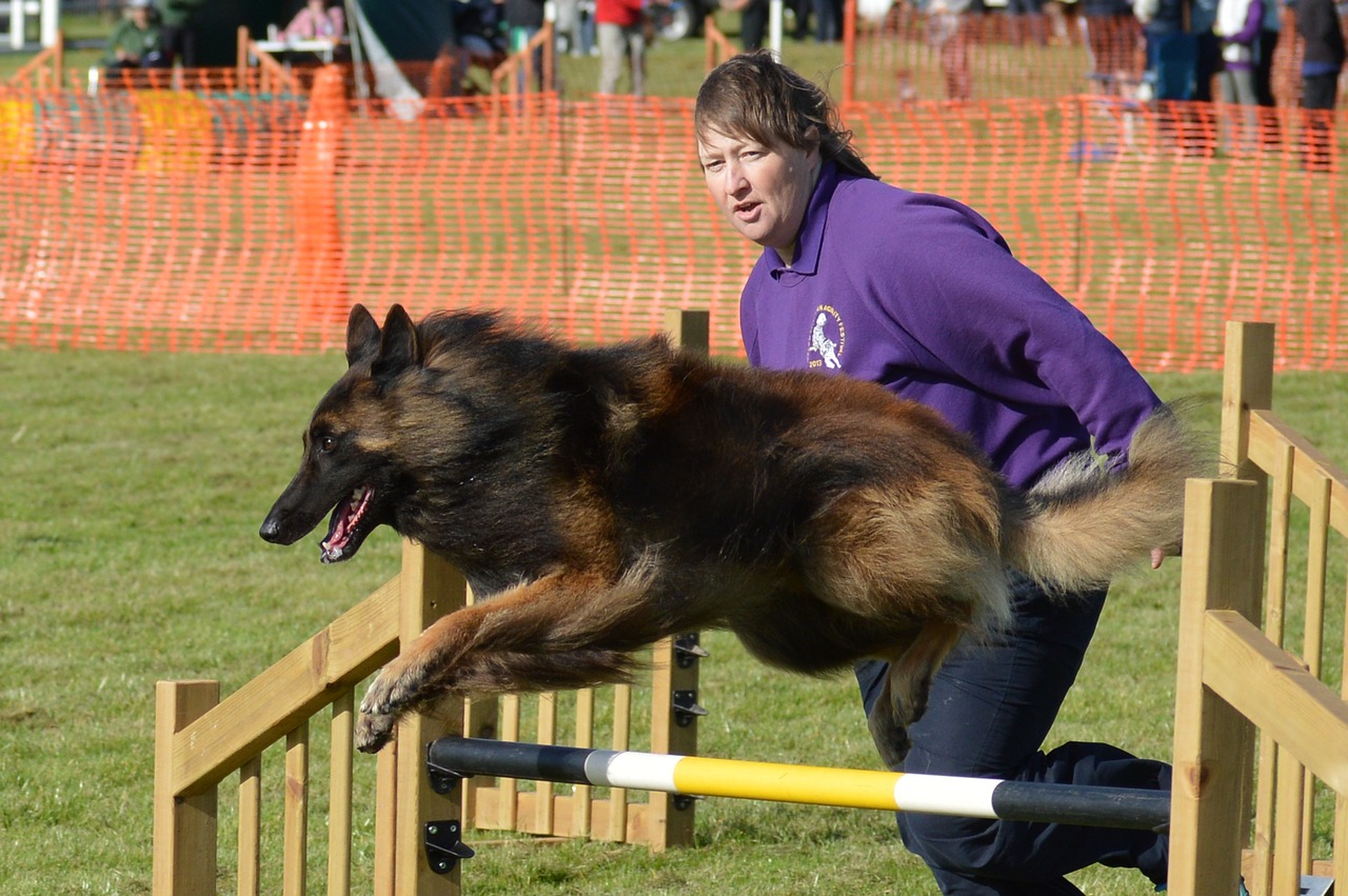 belgian shepherd dog  handler  agility free photo