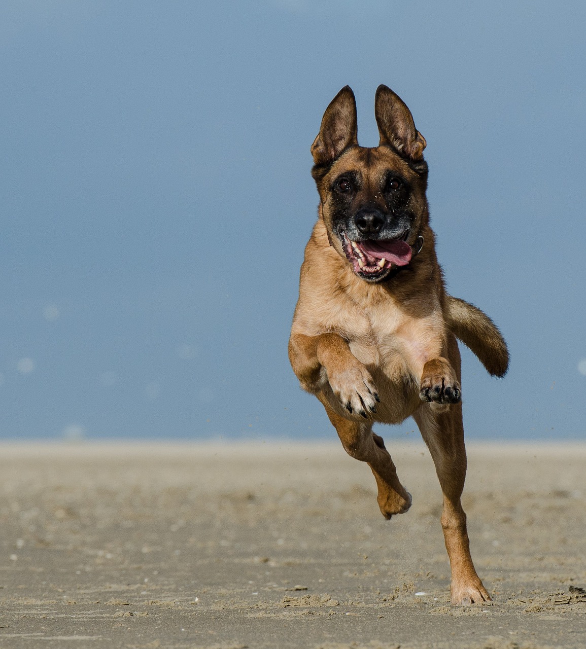 belgian shepherd dog malinois running dog free photo