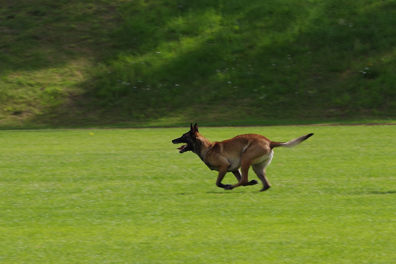 belgian shepherd malinois dog running free photo