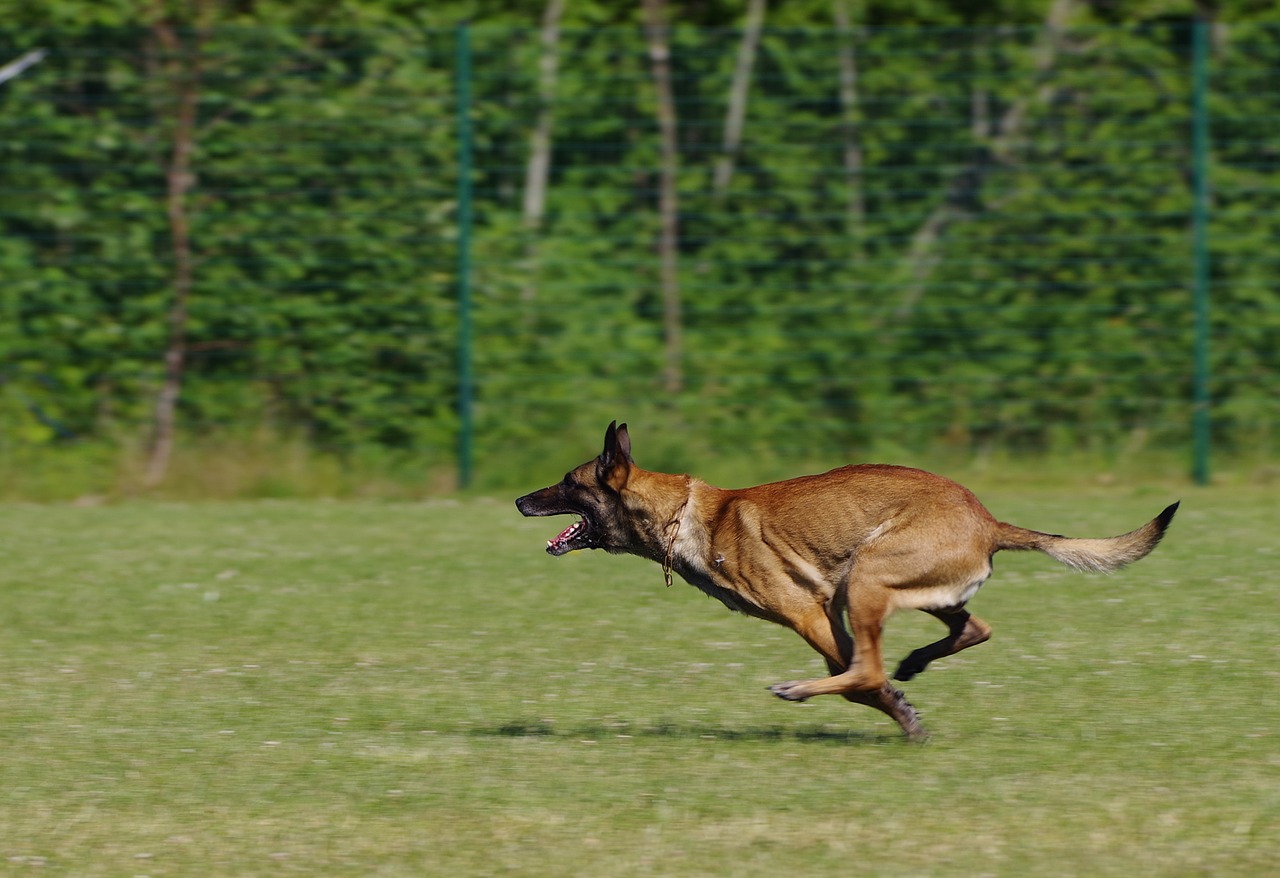 belgian shepherd malinois dog running free photo