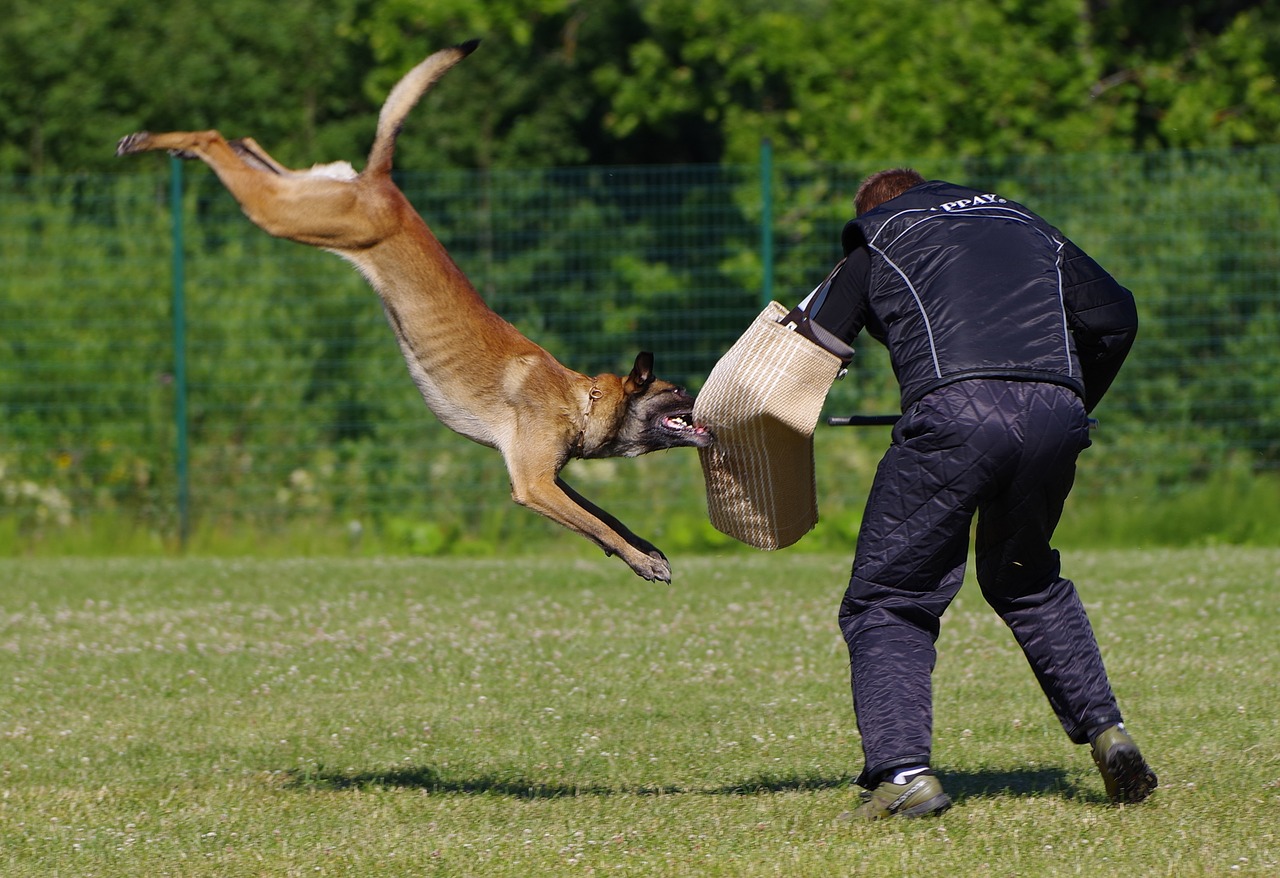 belgian shepherd malinois attack competition free photo