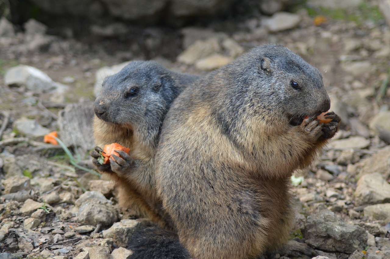 belgium marmots animal free photo