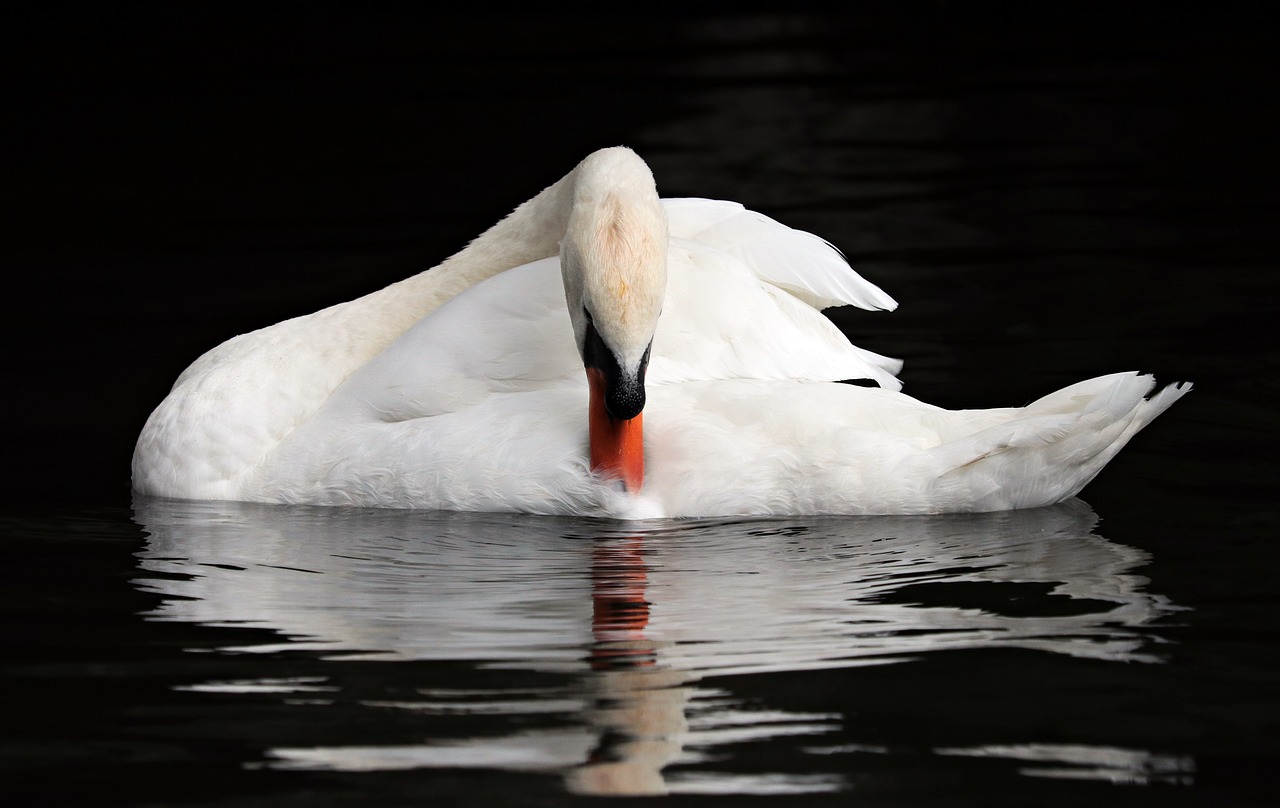 belgium bruges swan free photo