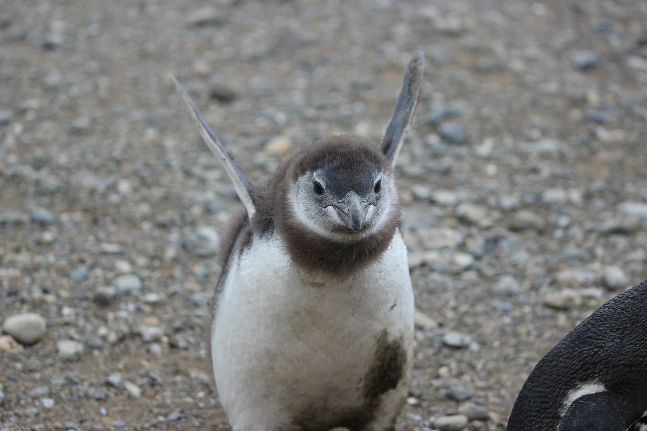 believe can fly baby penguin punta arenas free photo