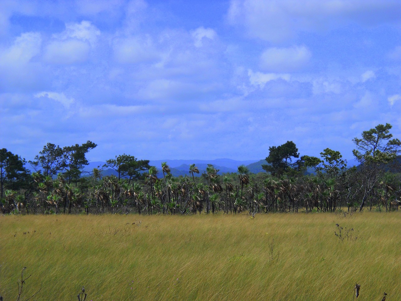 belize central america jungle free photo