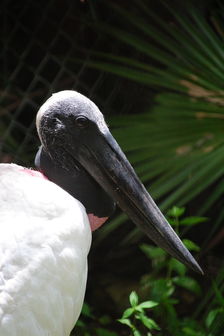 black stork belize jungle free photo