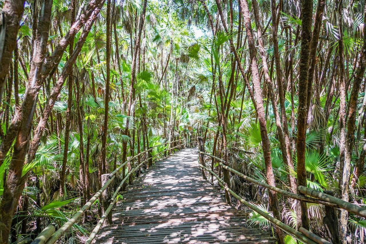 belize bacab jungle park walkway free photo