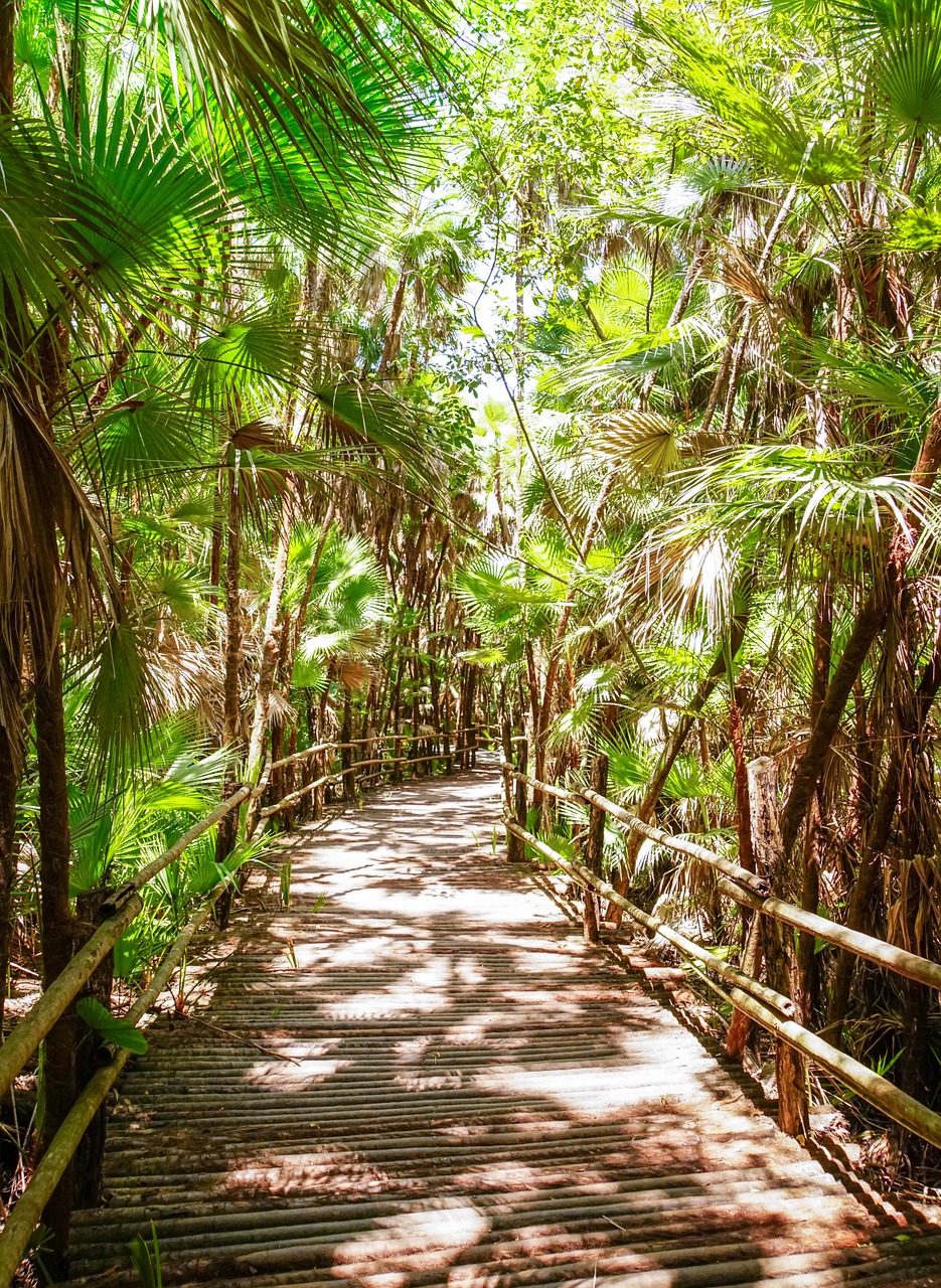belize bacab jungle park walkway free photo