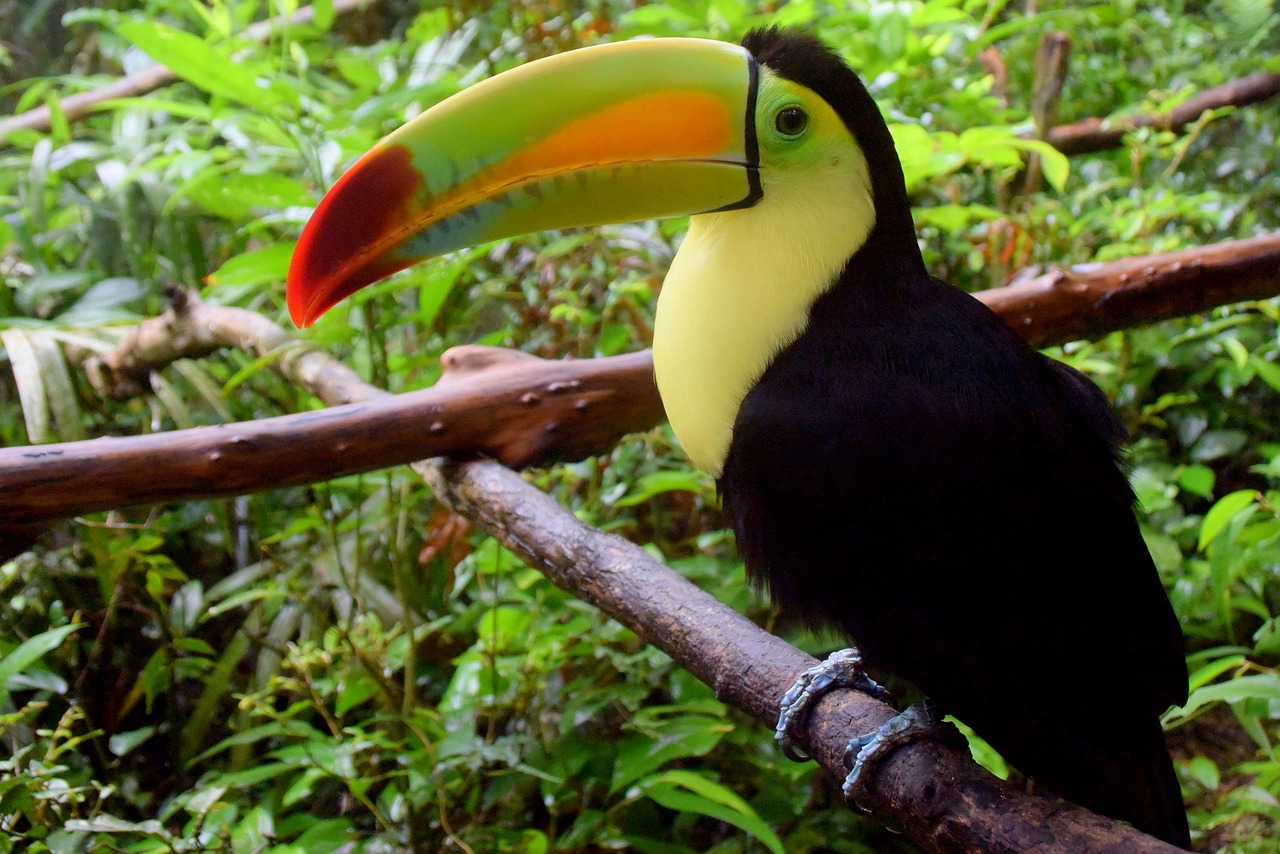belize belize zoo toucan free photo