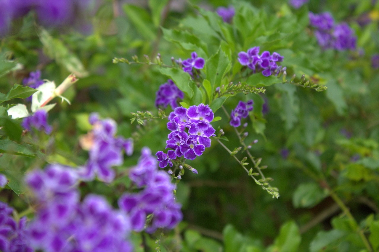 belize  flowers  plant free photo