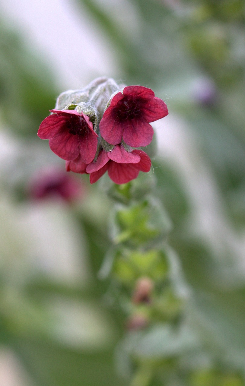 bell flower red free photo