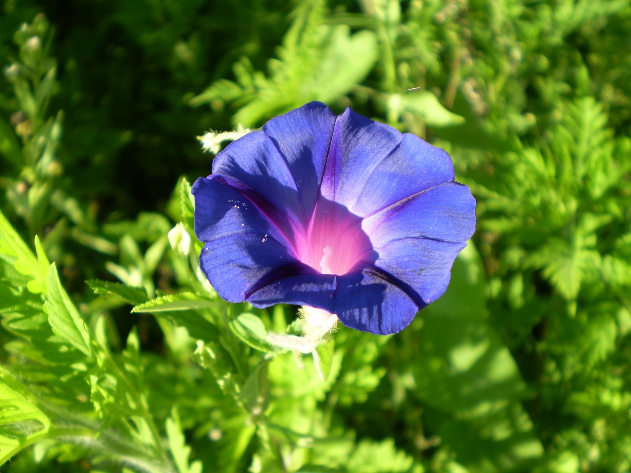 bell blue flower field bindweed free photo