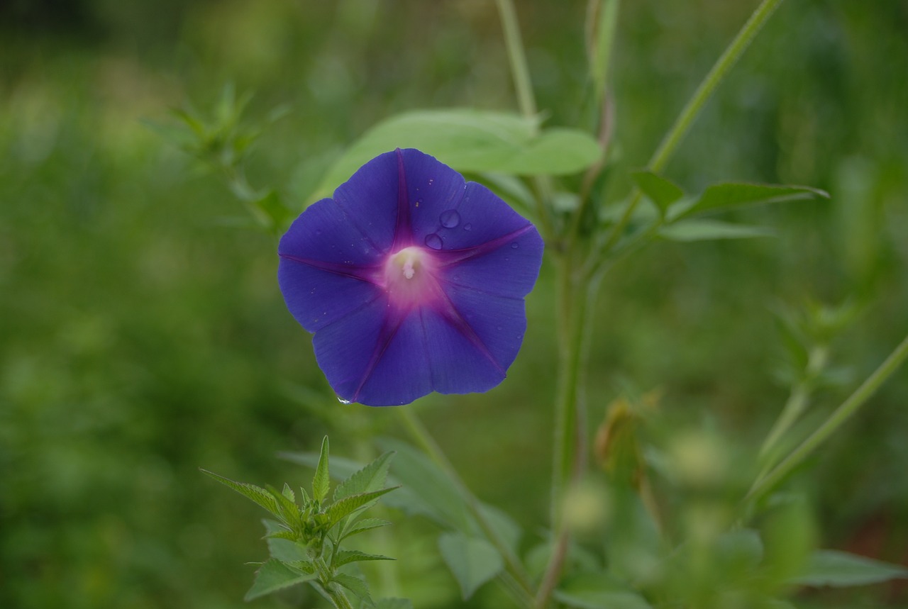 bell wild flowers free photo