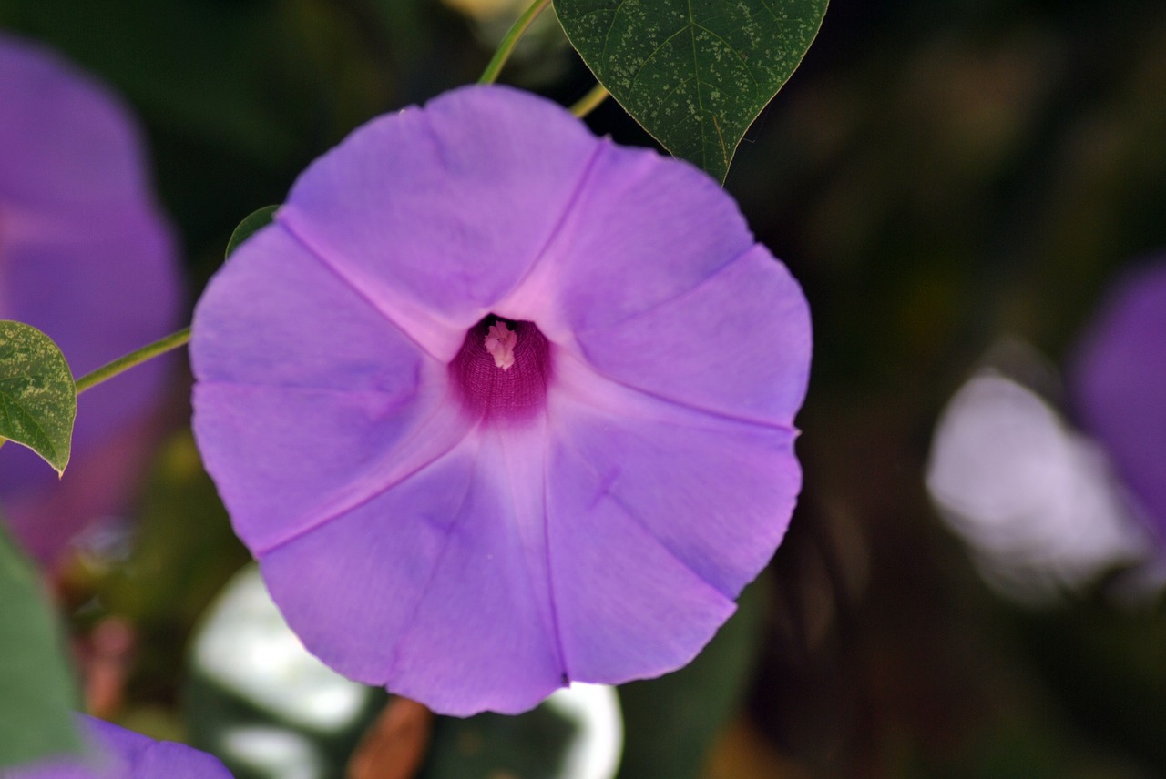 bell flower flora free photo