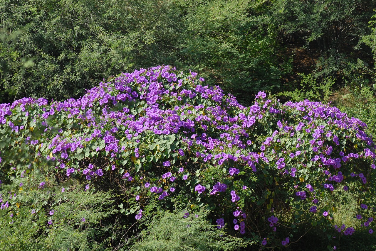 bell purple flora free photo