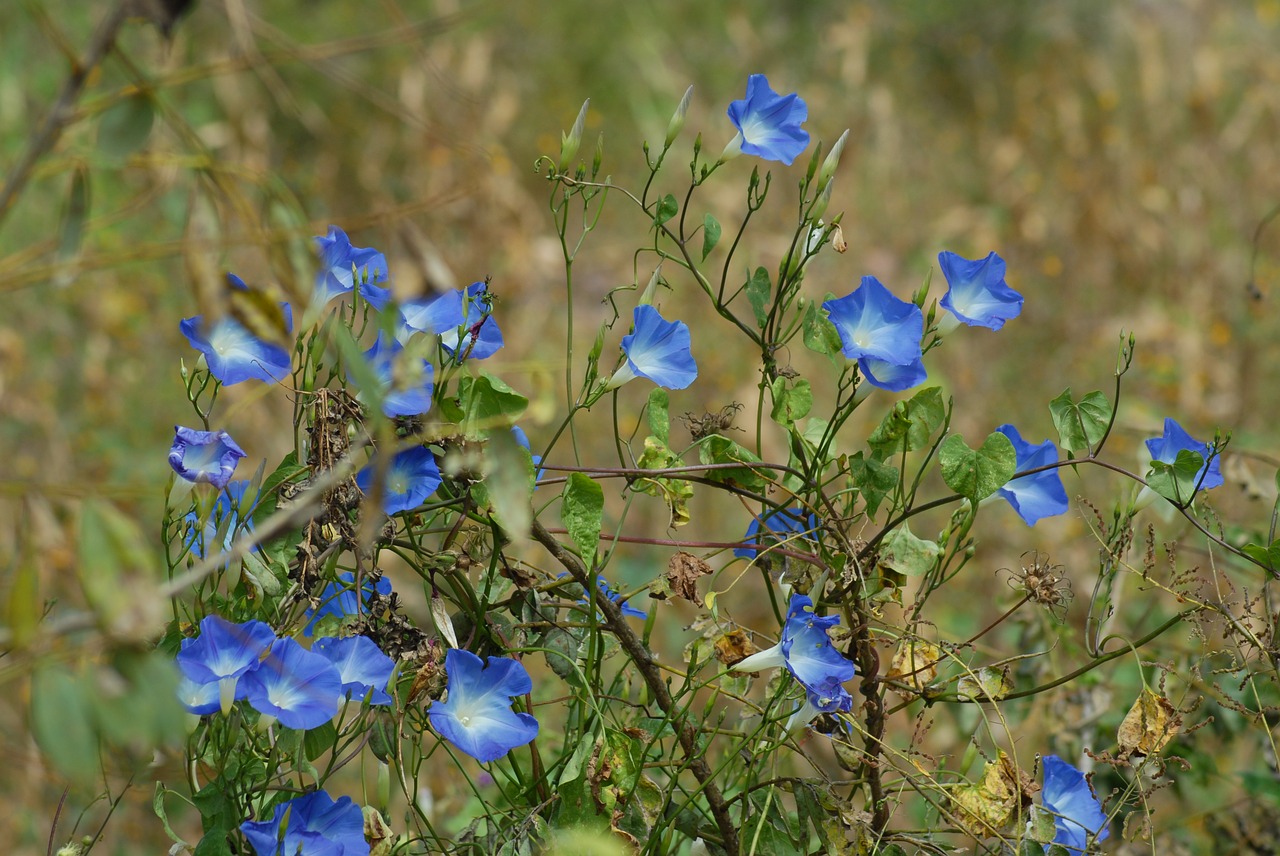 bell field flower free photo