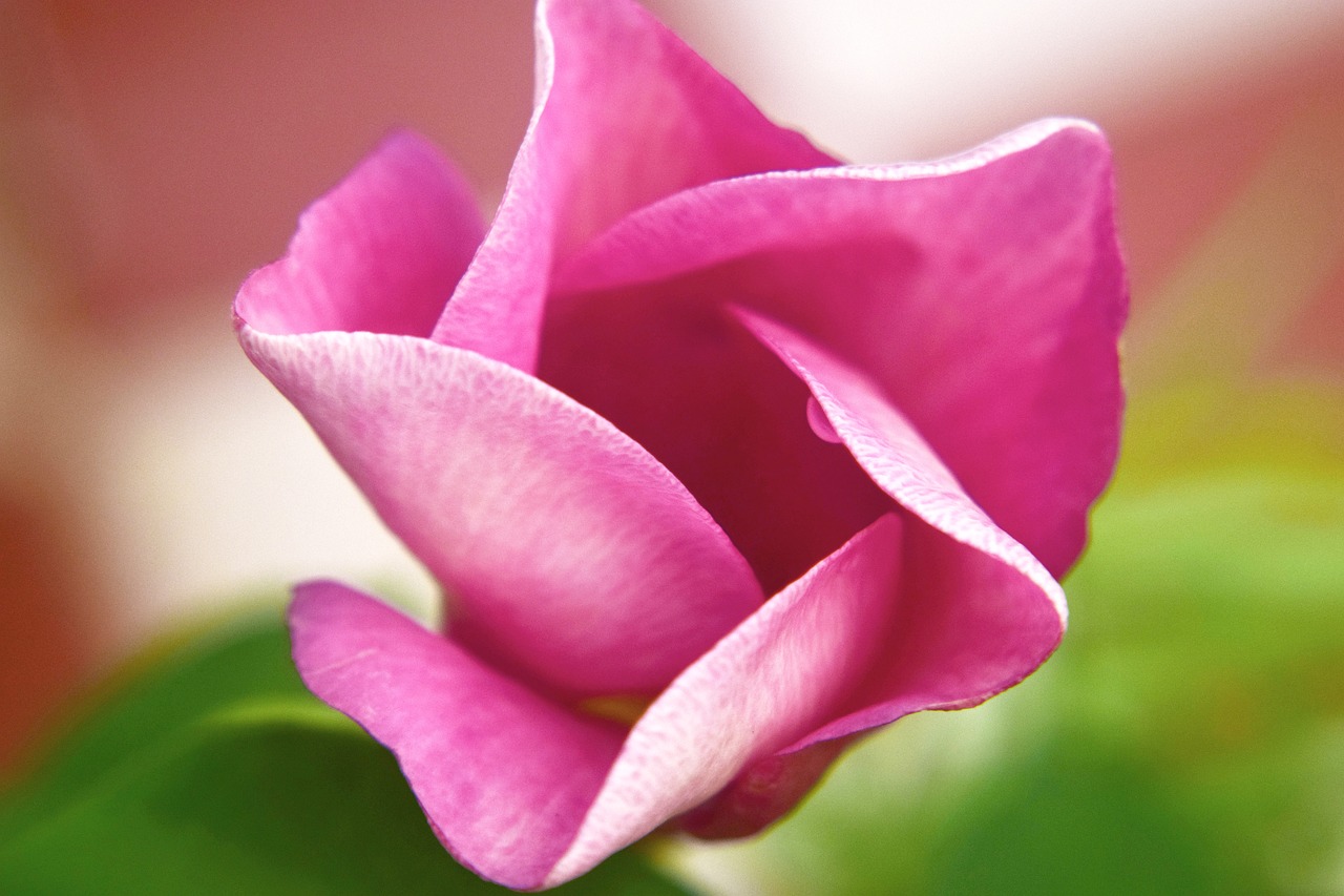 bell flower red free photo