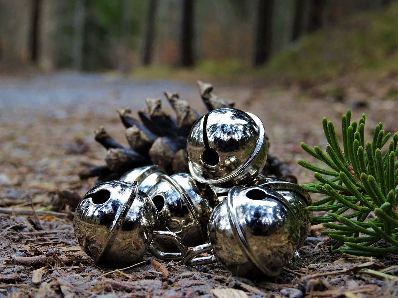 bell fir needle pine cones free photo