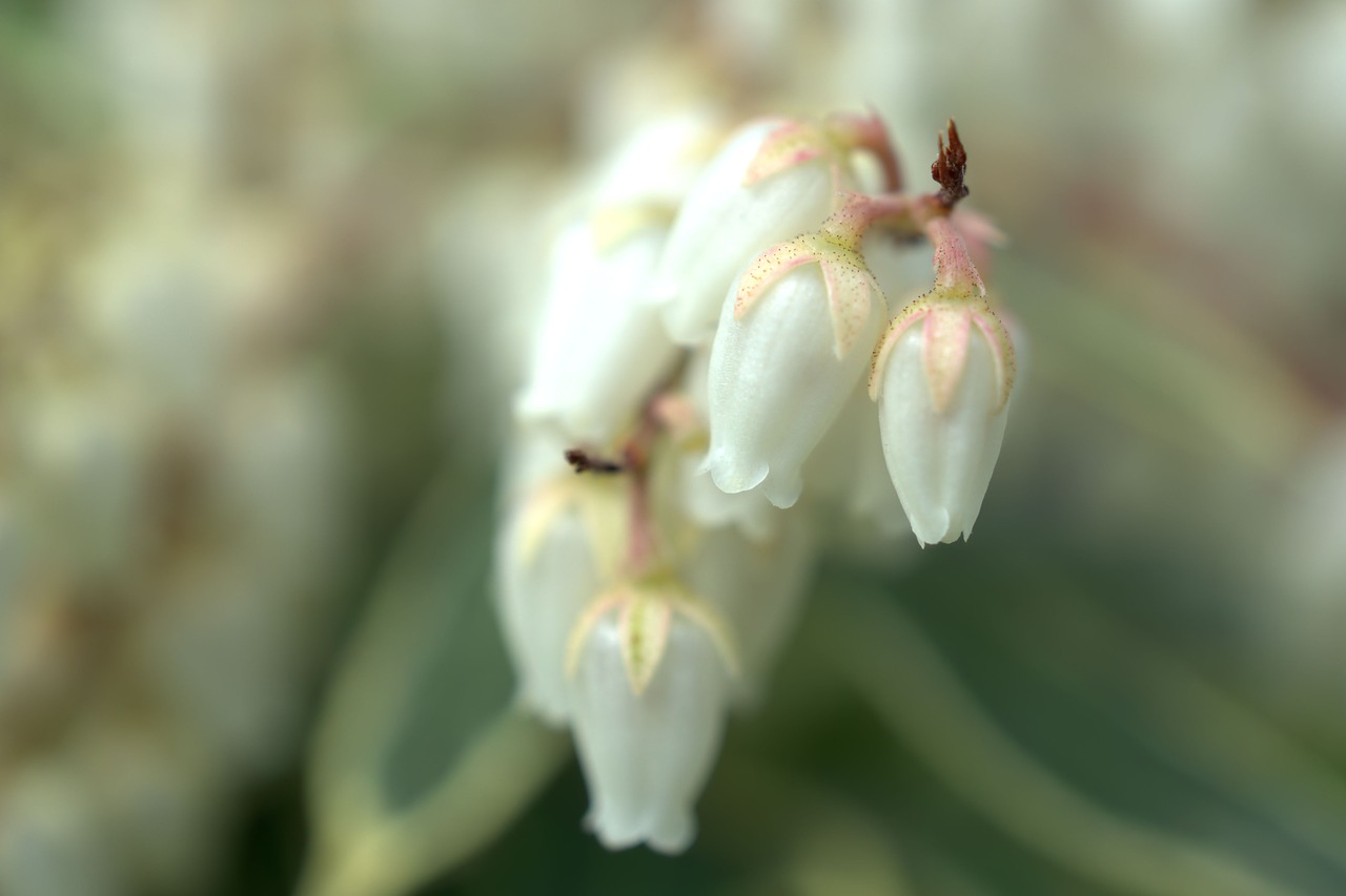 bell  spring  flower free photo