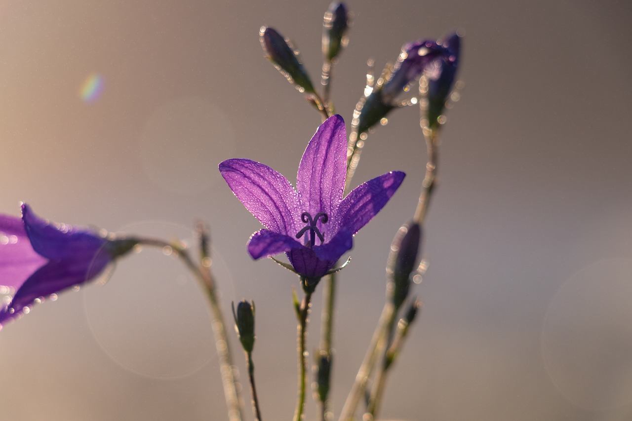 bell  flower  bloom free photo