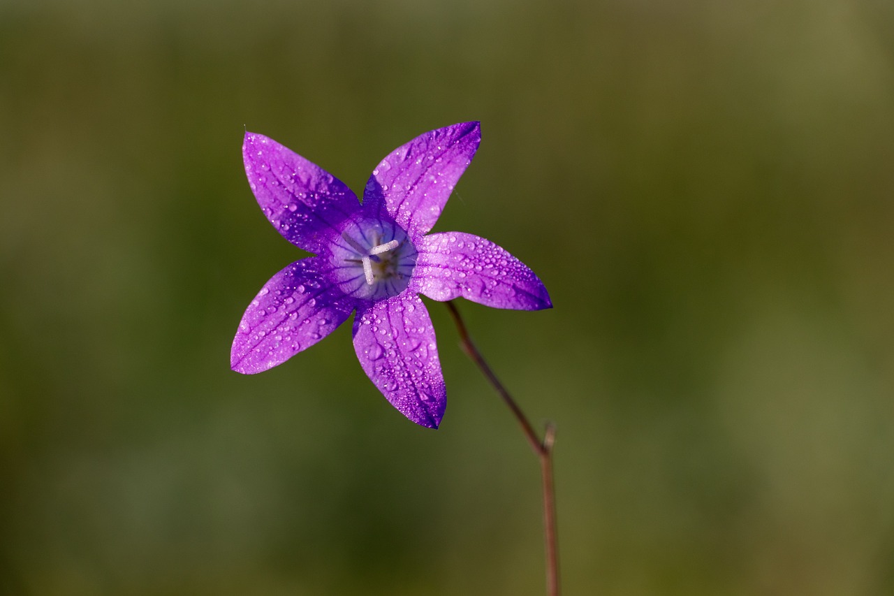 bell  flower  soft background free photo