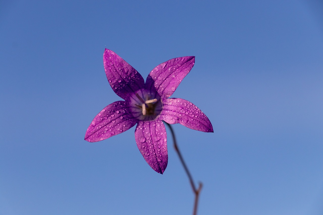 bell  flower  sky free photo