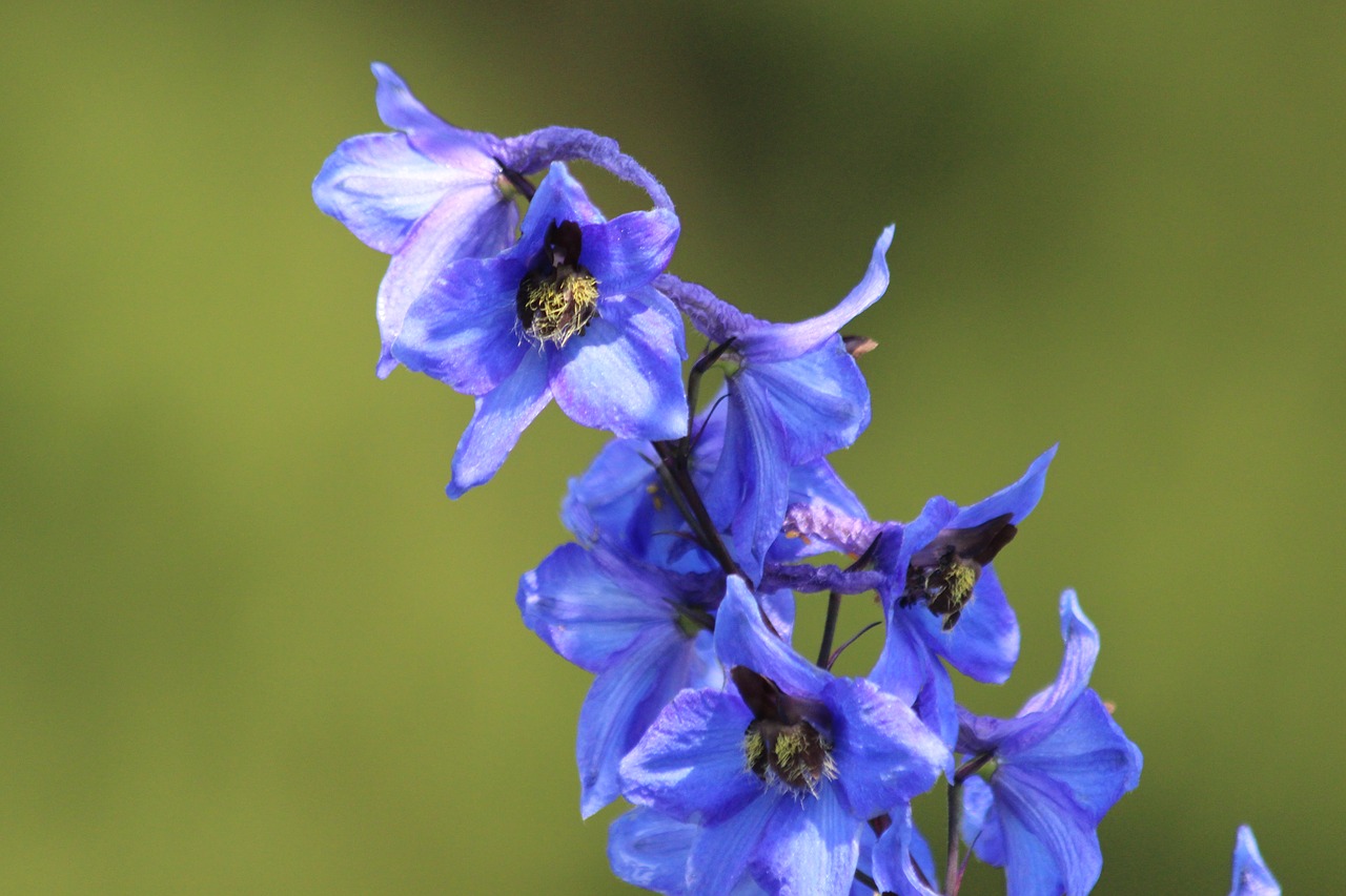Bell, blue bell, blue flower, flower, blue - free image from needpix.com