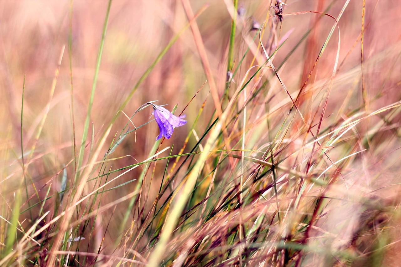 bell  grass  meadow free photo