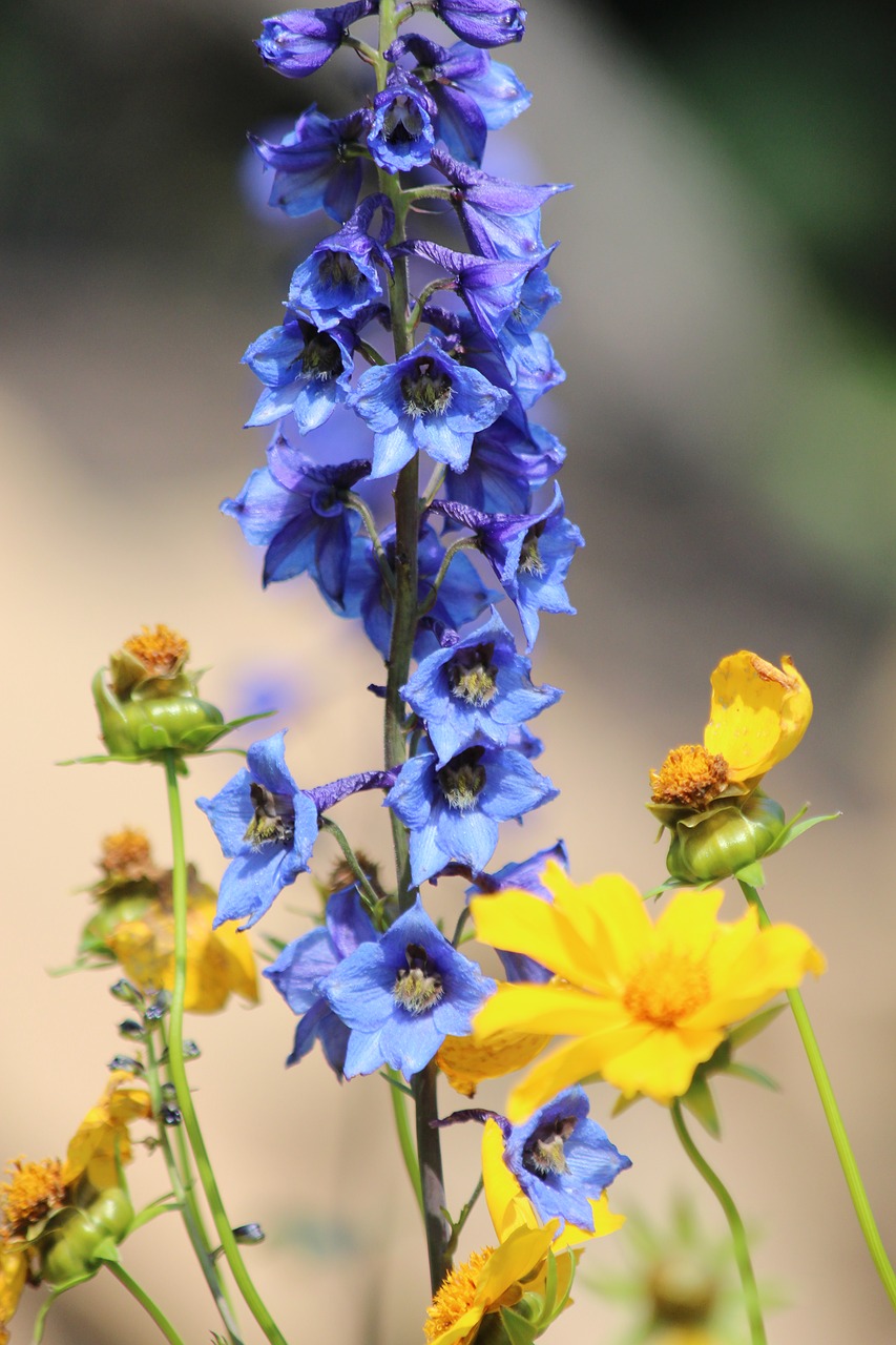 bell  blue flower  flower free photo