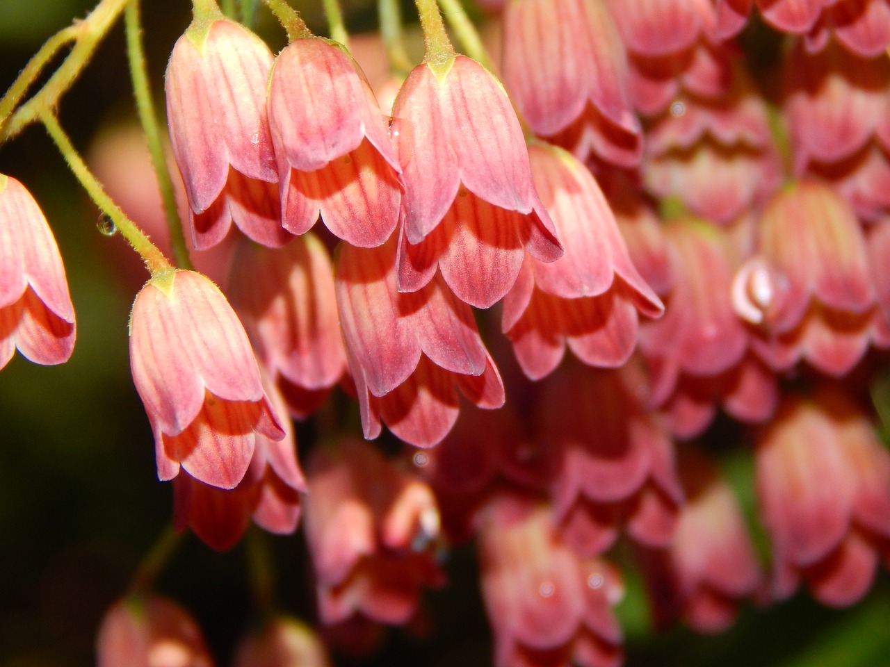 bell  blossom  bloom free photo