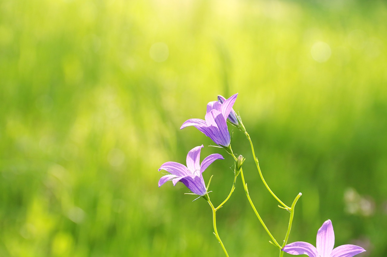 bell  plant  purple free photo