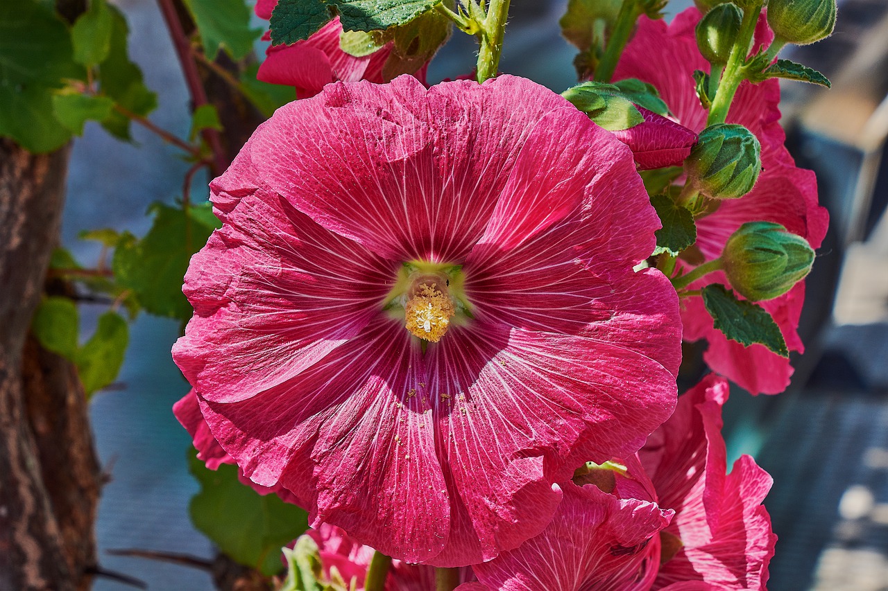 bell  red  garden free photo