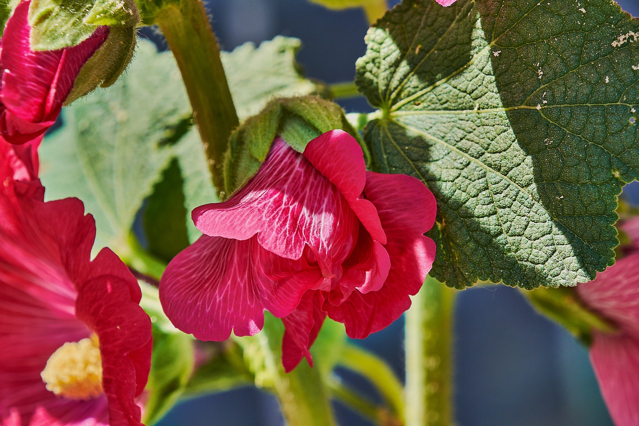 bell  red  garden free photo