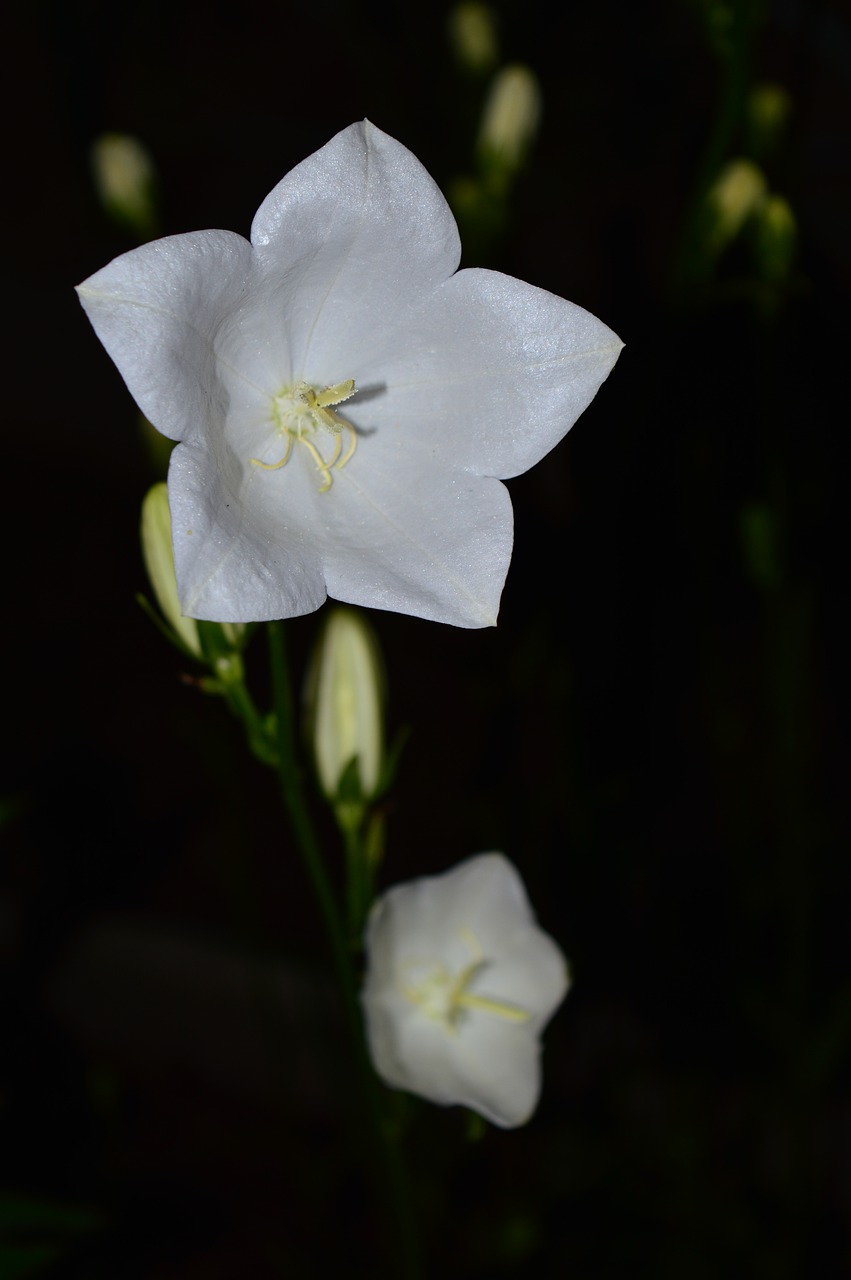 bell  white  flower free photo