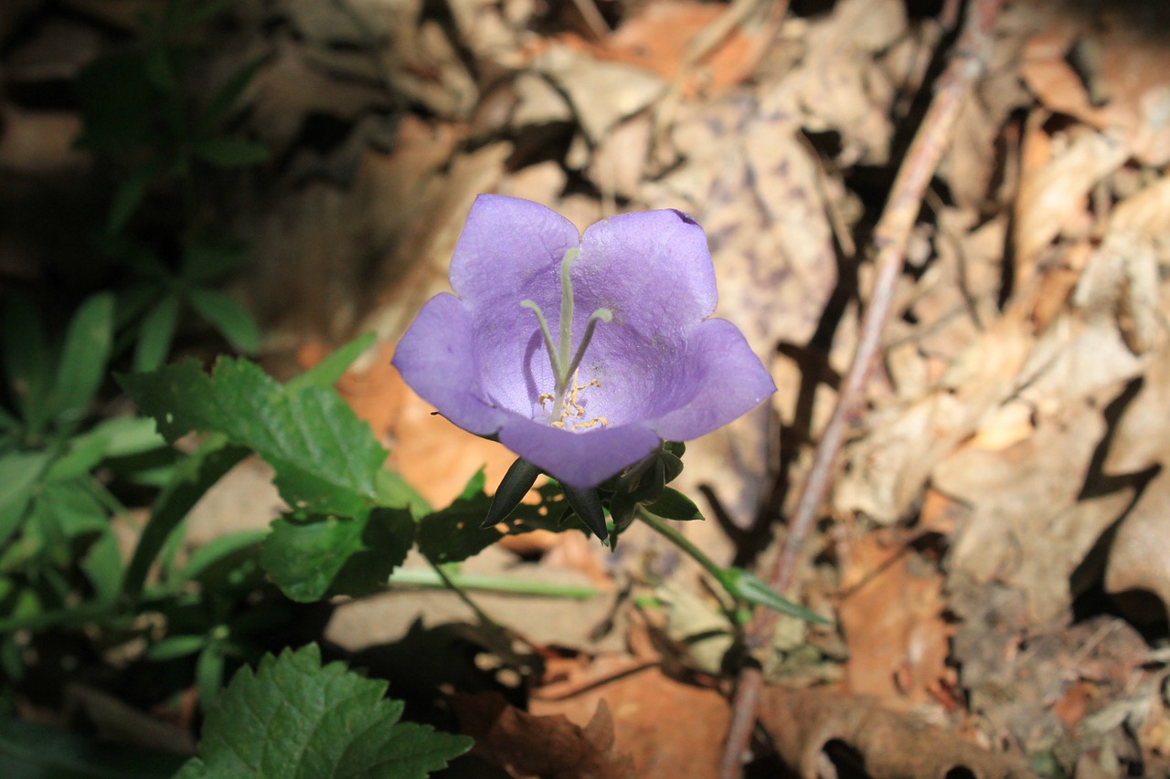 bell bellflower campanula free photo