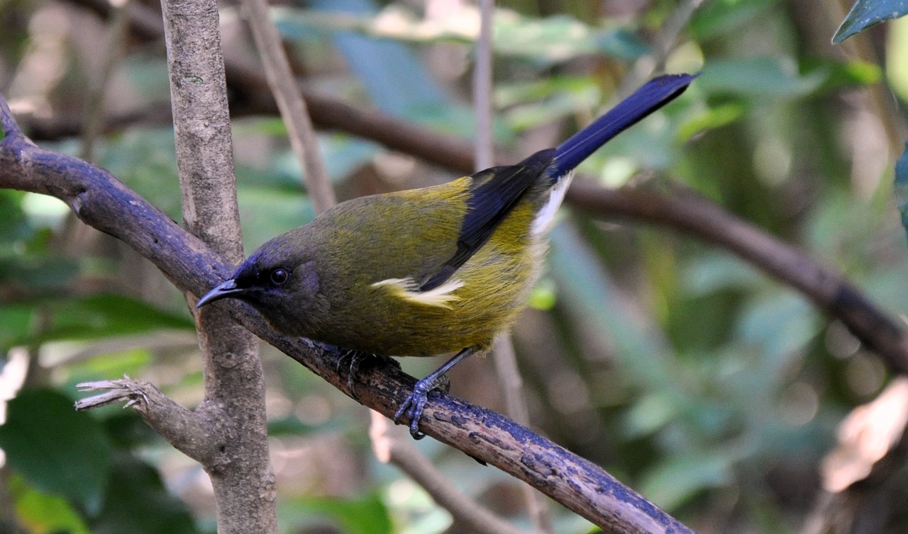 bell bird bird tiritiri matangi free photo