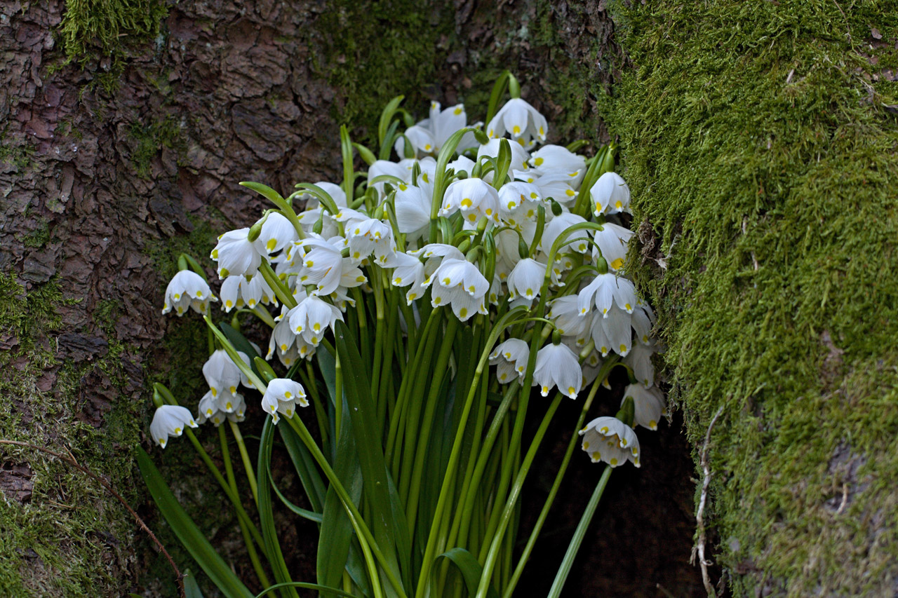 bell flower spring free photo