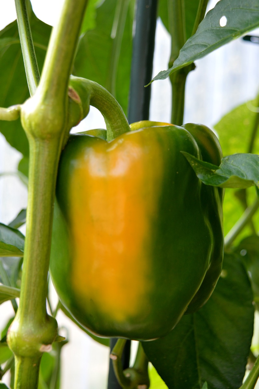 bell pepper plant  paprika  green free photo