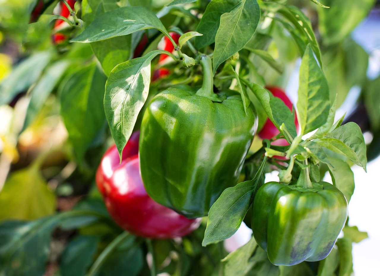 bell peppers red green free photo