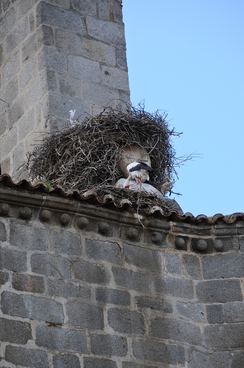 bell tower stork city free photo